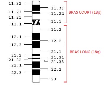 chromosome18q